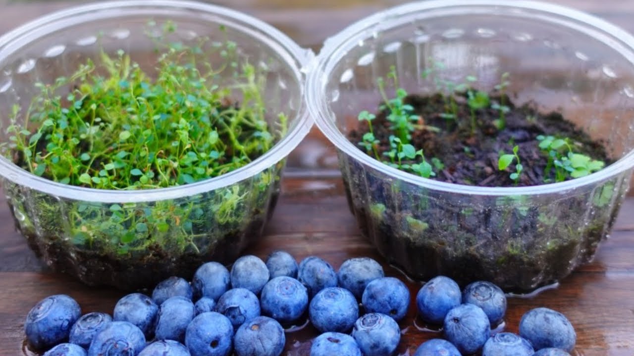 🟣How to grow Blueberries Plants ➤ from Bought Blueberries