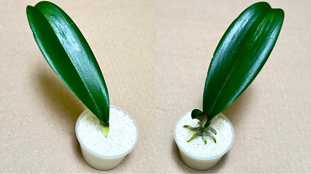 Just Need Rice! Orchid Leaves Grow Roots and Bloom All Year Round