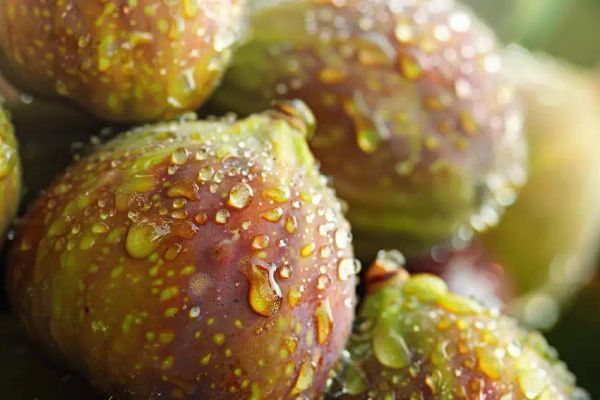 Collecting and Utilizing Fig Sap: A Guide to Sustainable Living