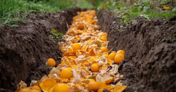 Revitalize Your Garden: The Benefits of Burying Citrus Peels