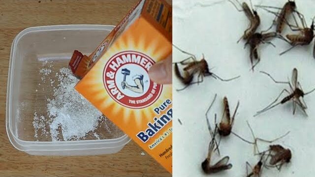 Discover a Safe and Effective Mosquito Repellent with Baking Soda!