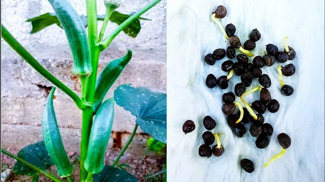 The Fastest Way to Grow Okra Nobody Talks About!