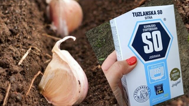 Salt the Garlic Before Planting: A Trick for Big and Healthy Heads