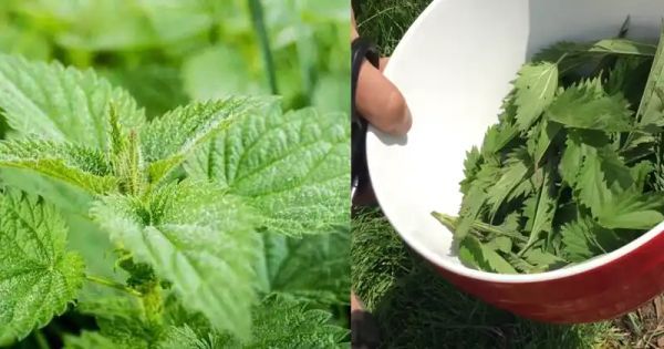 Nettle Fertilizer and Nettle Insecticide: Organic Gardening Secrets