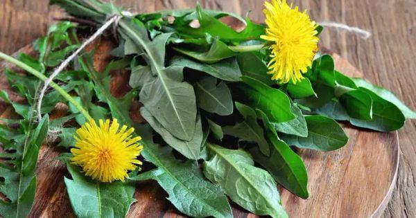 Embrace the Power of Dandelion: Unlocking the Amazing Health Benefits