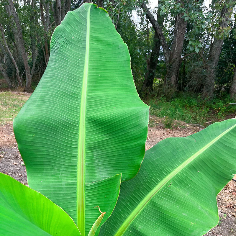 Unlocking the Surprising Health Benefits of Banana Leaves