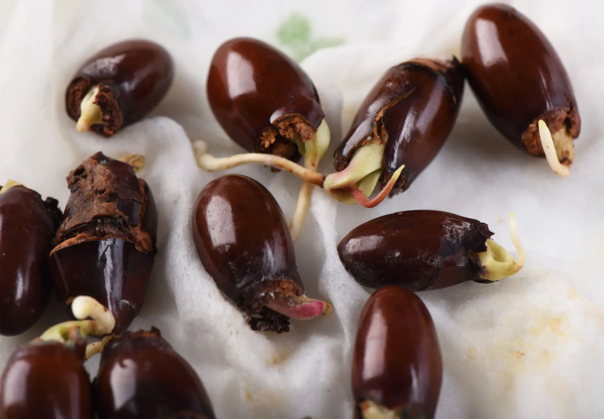 The seeds of lychee are poisonous and should not be consumed