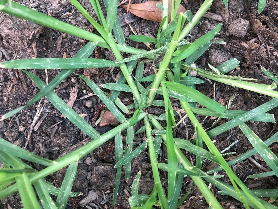 My Grandma Explained the Hidden Old Secret Behind the Power of This Unpretentious Wonder of Nature 🌱