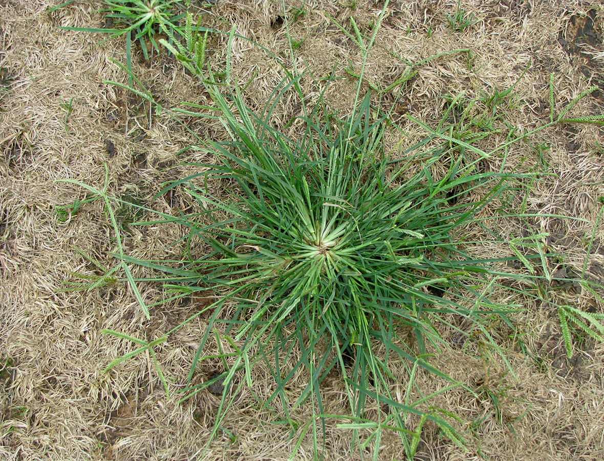 The Health Benefits and Uses of Goosegrass