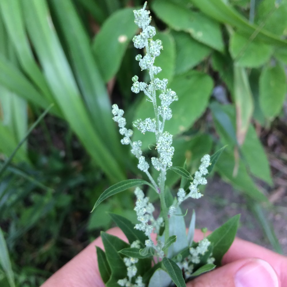 The Hidden Power of Lamb’s Quarters: The Unpretentious Wonder of Nature 🌱