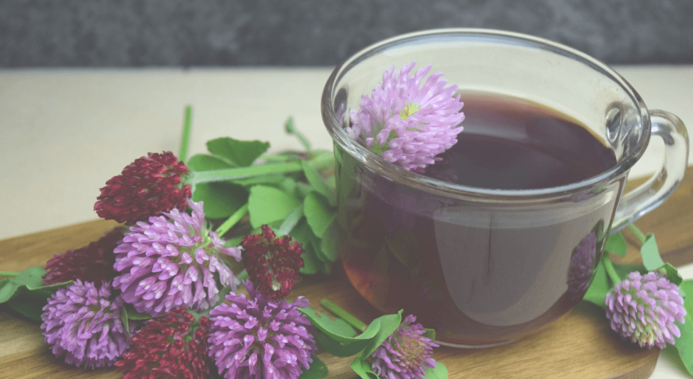 Cows Are Not Stupid – This Plant Is Amazing! We Trample It, Yet It Cures So Many Diseases: Clover Tea