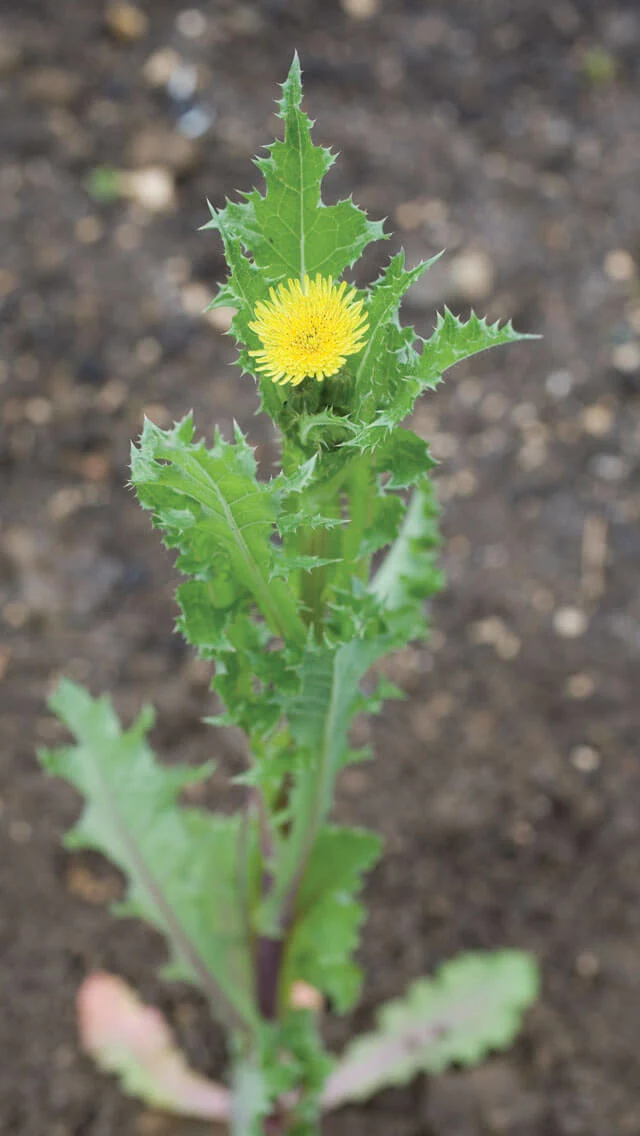 Sowthistle: The Power of This Overlooked Plant 🌿