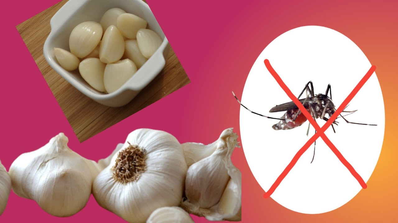 A Simple and Effective Way to Repel Mosquitoes with Garlic