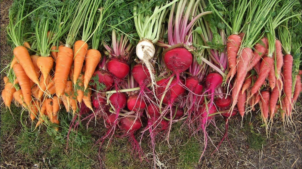 Drink Beetroot and Carrot Juice for Multiple Health Benefits