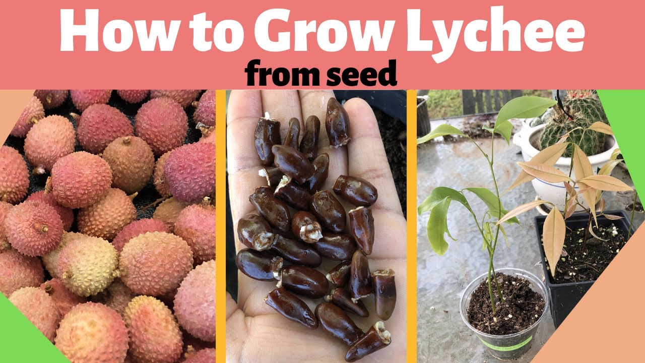 How to Grow Lychee from Seed: A Step-by-Step Guide