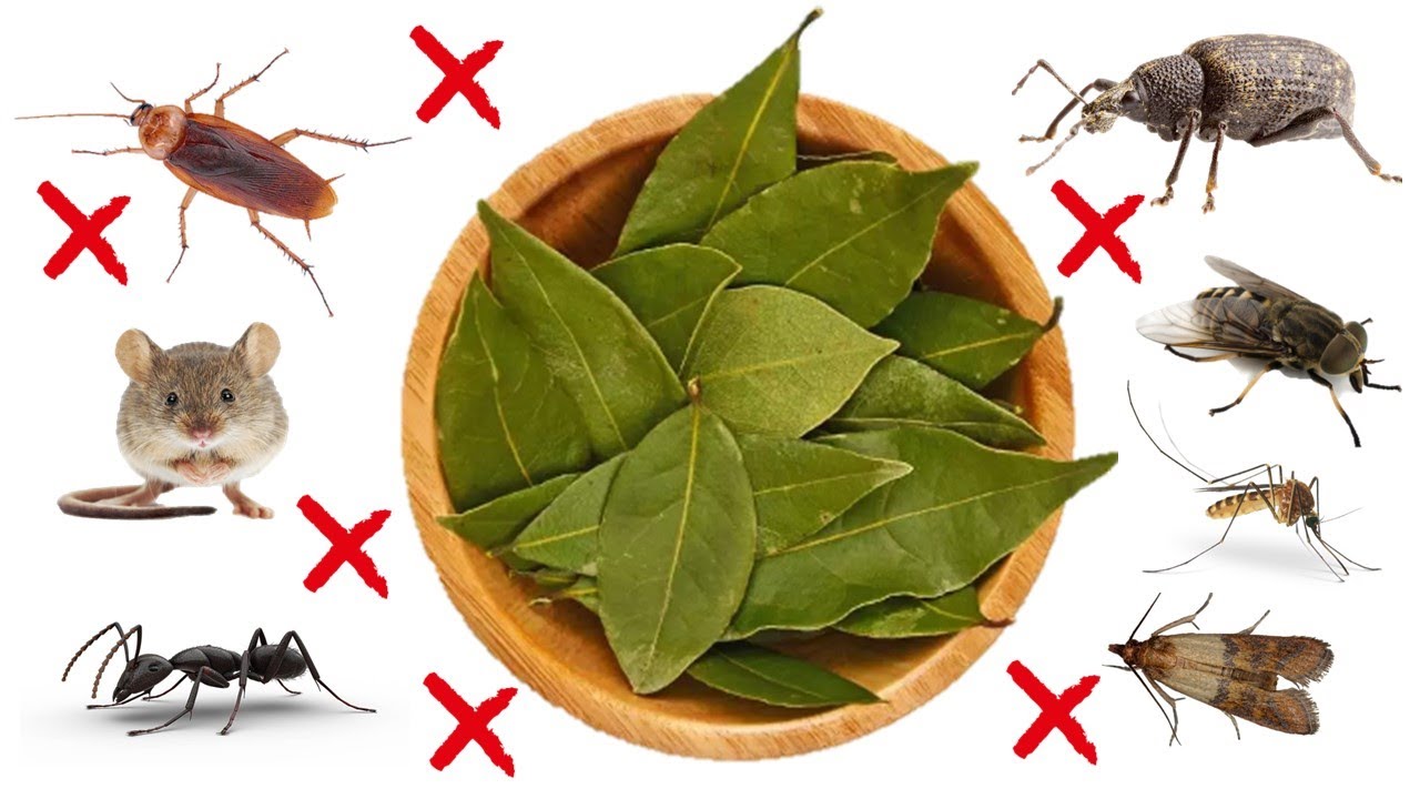 How to Get Rid of Pests Using Bay Leaves: COCKROACHES, MOSQUITOES, ANTS, FLIES, MOTHS, WEEVILS, MICE