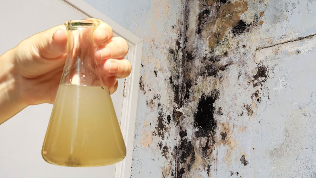 The Power of Tea Tree Oil: Just One Drop to Combat Wall Mold