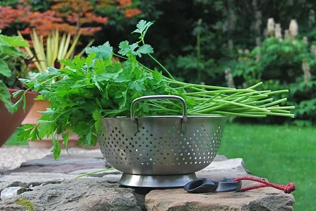 Unbelievable! 🔥 I Have 100% Restored My Vision! Effective Drink for Vision Using Parsley