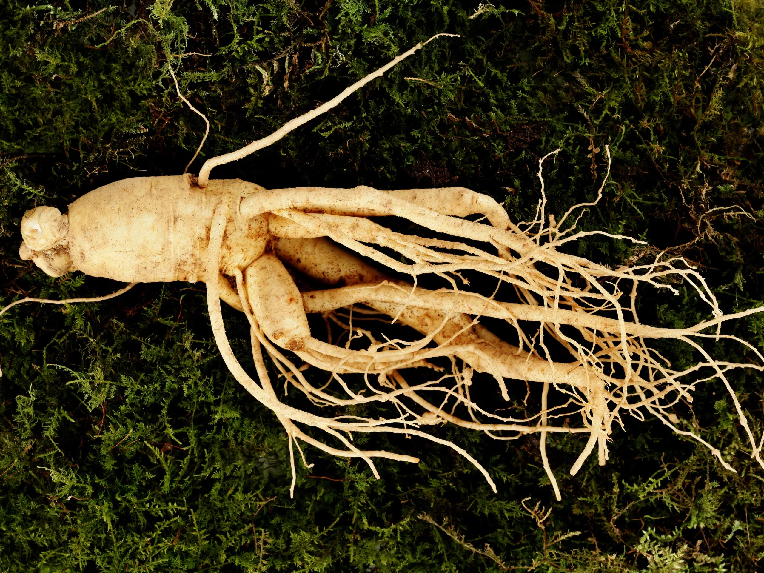 Ginseng for Youthful Skin: 7 Home Remedies for Anti-Aging