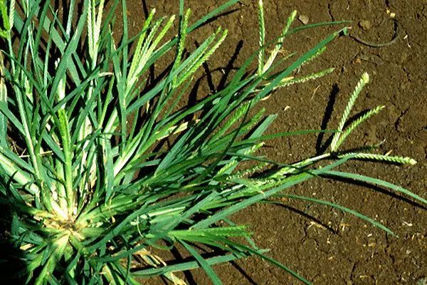 Discover the Surprising Benefits of Goose Grass