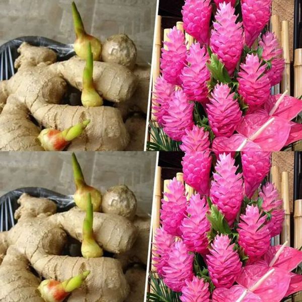 How to Grow an Endless Supply of Ginger Indoors