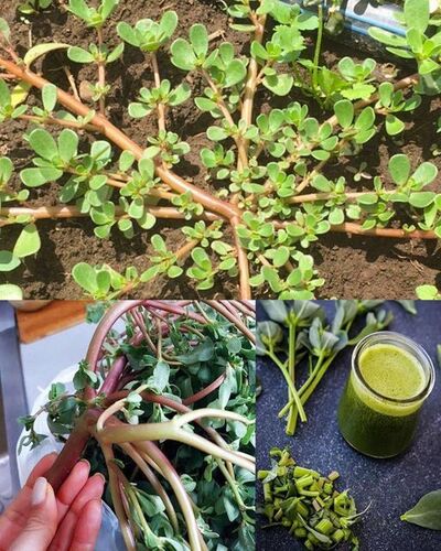 Purslane: Embracing the Wonder of this Incredible Plant