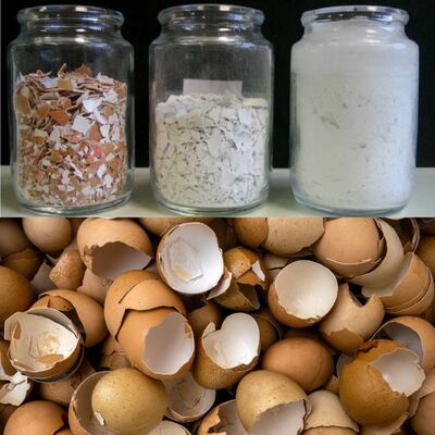 Eggshells: Don’t Just Throw Them Away!