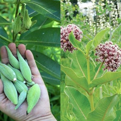 The Incredible Health Benefits of Milkweed for a Better, Healthier Life