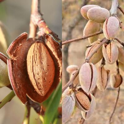 Growing Your Own Almond Tree: A Simple Guide