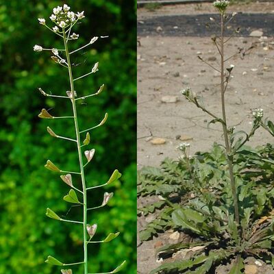 Shepherd’s Purse: A Healing Herb for Better Health