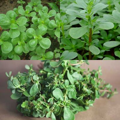 Discover the Hidden Health Treasure in Your Garden: Purslane