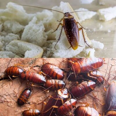 Say Goodbye to Cockroach Invasion with Peppermint Essential Oil