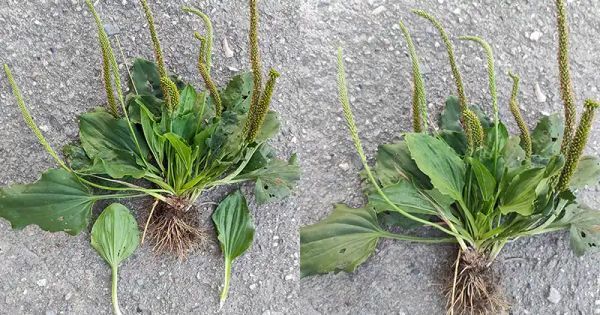 10 Reasons to Embrace Broadleaf Plantain