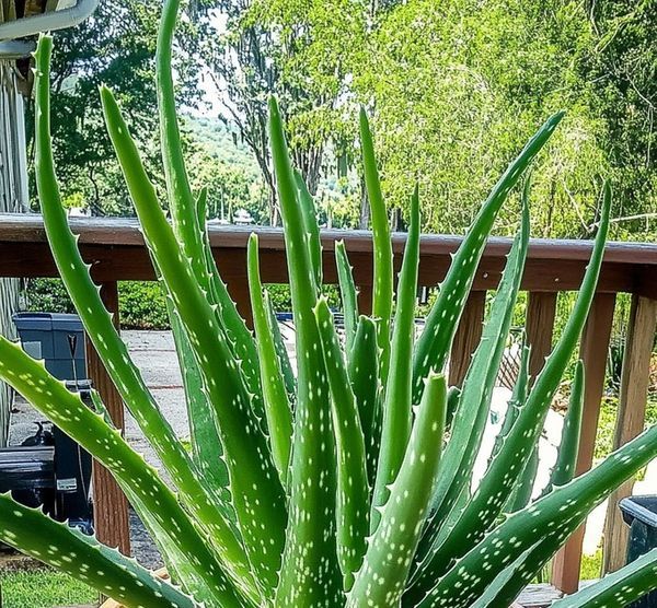 Aloe Vera Plant