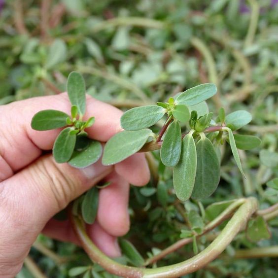 This Plant, Known as Purslane, Has Many Benefits and Some Side Effects