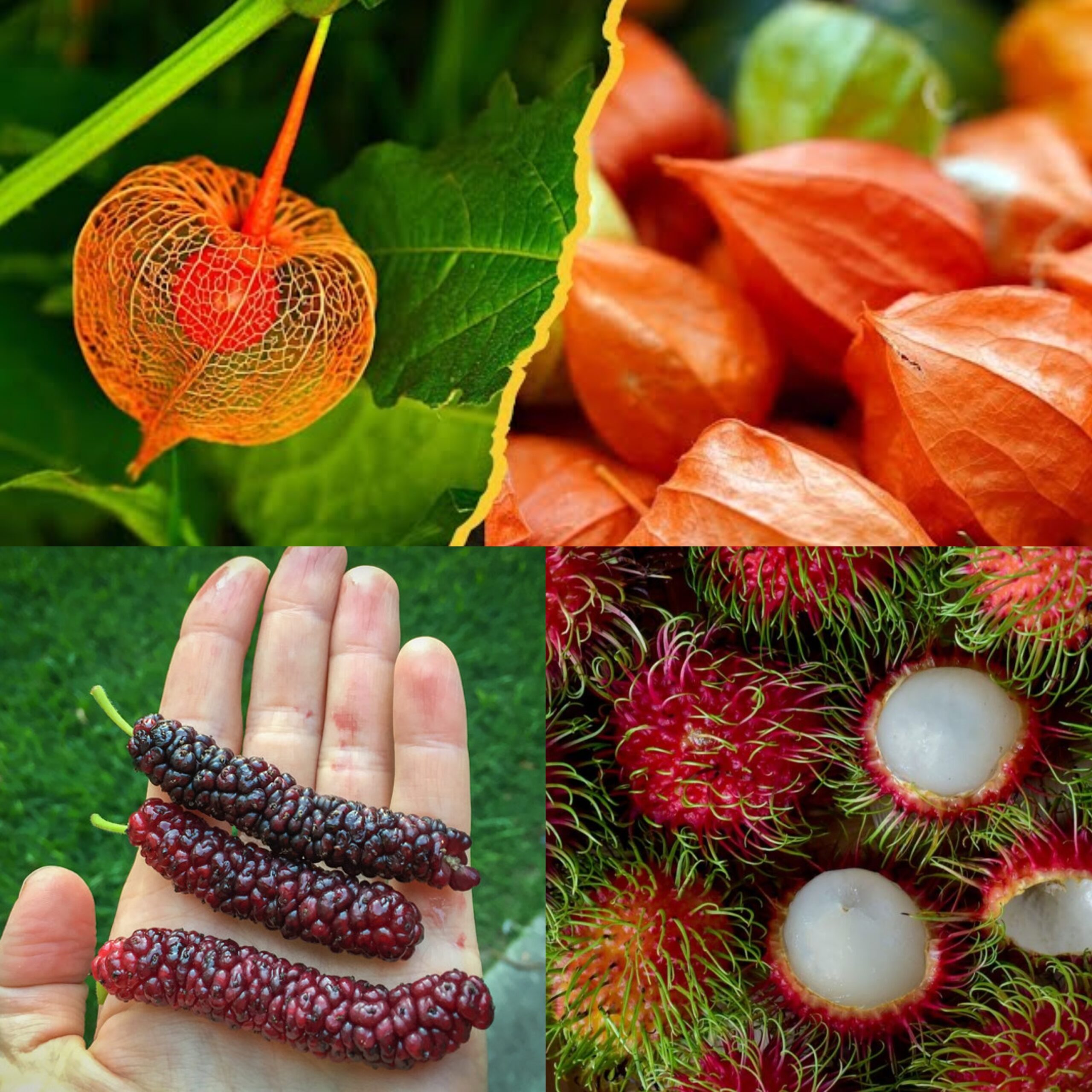 Rare Fruits You Won’t Believe Actually Exist! 🍉🌍