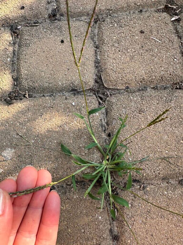 Goose Grass for Therapeutic Uses