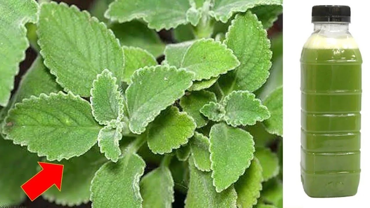 One Leaf Destroys Diabetes, Bad Cholesterol, Fat, Inflammation, and Ulcers: Discover the Power of Plectranthus Amboinicus