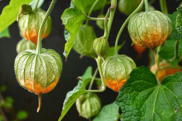 canapum physalis in home garden 1