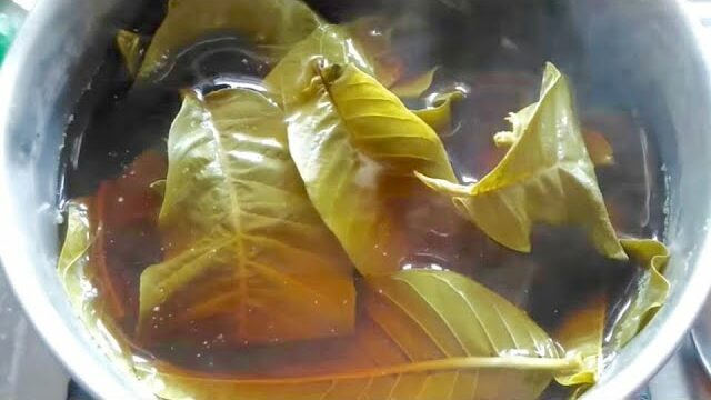 Boil Guava Leaves For These Incredible Health Benefits Green Tricks