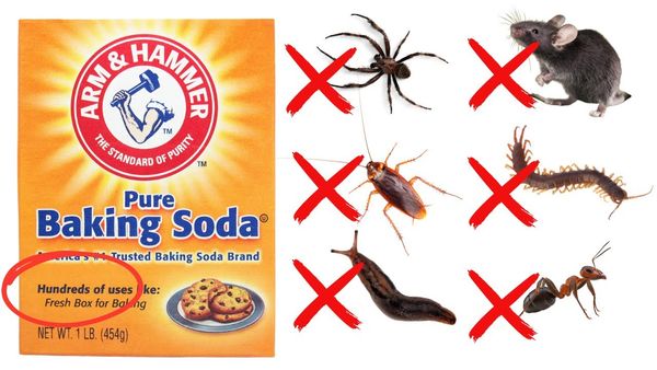 How to Use Baking Soda to Get Rid of Roaches, Ants, Spiders, Mice, Bedbugs, and More