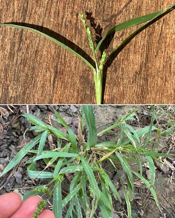 Goose Grass Tea, Smoothies, and Soups