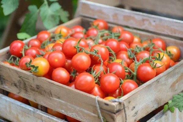 a crate with grape tomatoes