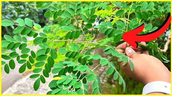 20 Amazing Benefits of Moringa: The Miracle Tree You Need to Know
