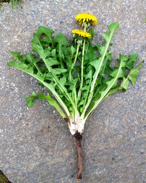 The Health Benefits of Dandelion: A Potent Medicinal Herb for a Healthy Lifestyle
