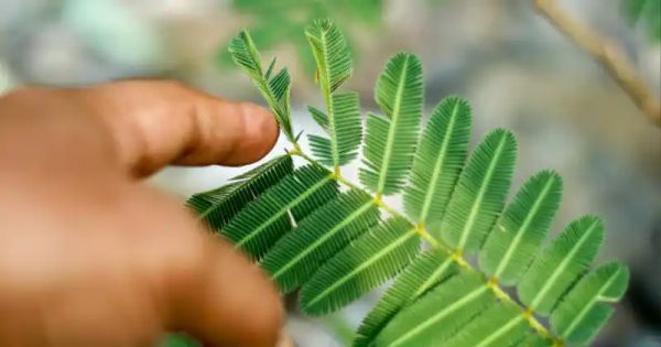 The Digestive Benefits of Mimosa Pudica: A Natural Gut Cleanser