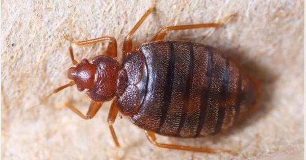 Bedbugs: the ingredient in your cupboards (and the garden) that helps eliminate them in record time