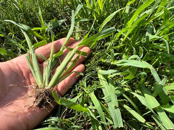 Harnessing the Power of Goose Grass: A Comprehensive Guide to Its Preparation and Therapeutic Uses