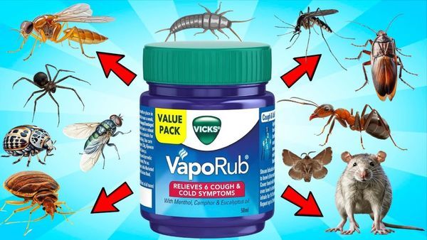 Vicks VapoRub Hack for Pest Removal: Natural and Effective