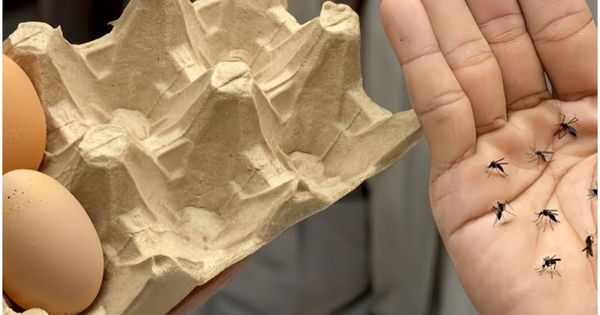 Stop Throwing Away Egg Boxes! The Smart and Economical Secret to Repelling Mosquitoes